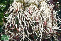 魚腥草根怎么吃？魚腥草根怎么做好吃