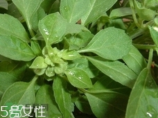 魚(yú)香菜的營(yíng)養(yǎng)價(jià)值_魚(yú)香菜的功效與作用及食用方法