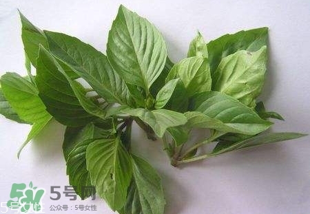 魚(yú)香菜的營(yíng)養(yǎng)價(jià)值_魚(yú)香菜的功效與作用及食用方法