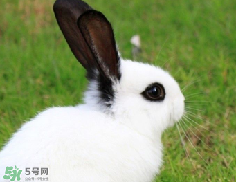 孕婦能吃兔子肉嗎？孕婦可以吃兔子肉嗎？