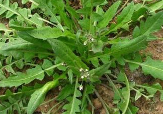 地菜是什么菜？地菜是不是薺菜