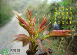 香椿臭嗎？香椿為什么那么臭？
