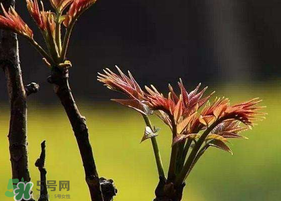 香椿臭嗎？香椿為什么那么臭？