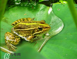孕婦能吃青蛙嗎？孕婦可以吃青蛙嗎？