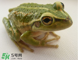 孕婦能吃青蛙嗎？孕婦可以吃青蛙嗎？