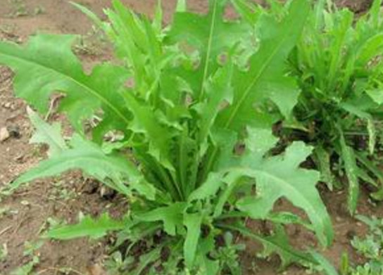 苦苦菜是什么菜？苦苦菜是苦苣嗎