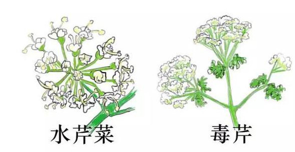水芹菜有毒嗎？水芹菜有沒有毒