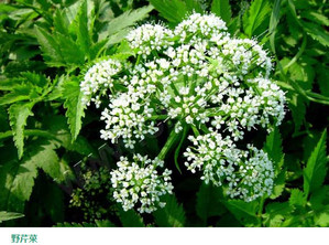 水芹菜和毒芹有哪些區(qū)別？水芹菜和毒芹圖片