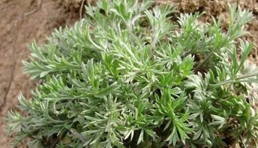 白蒿是茵陳嗎？白蒿與茵陳有什么區(qū)別