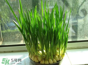 蒜苗發(fā)黃怎么回事？蒜苗發(fā)黃是什么原因？