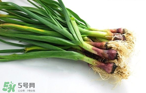 蒜苗多少錢一斤？蒜苗多少錢一斤2017？