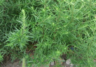茵陳泡水喝有什么好處？茵陳泡水喝有什么功效與禁忌