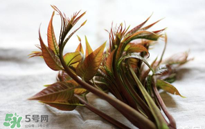 香椿怎么洗？香椿芽怎么洗干凈？