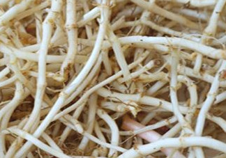 魚(yú)腥草根有什么作用？魚(yú)腥草根的功效與作用