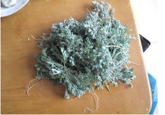 白蒿是茵陳嗎？白蒿與茵陳有什么區(qū)別