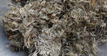 茵陳泡水喝有什么好處？茵陳泡水喝有什么功效與禁忌