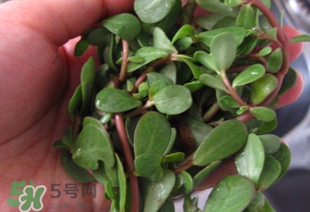 馬莧菜怎么吃？馬莧菜怎么做好吃