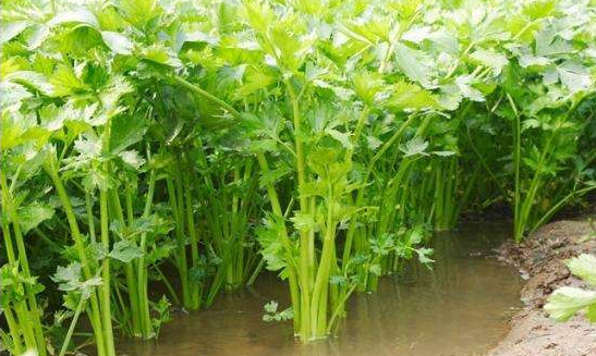 水芹菜有毒嗎？水芹菜有沒有毒