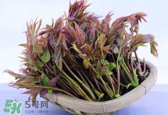 香椿芽怎么吃？新鮮香椿芽怎么吃
