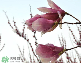 谷雨是什么季節(jié)？谷雨是春天還是夏天？