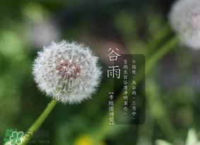 谷雨種什么菜？谷雨前后種什么蔬菜？