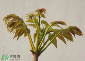 香椿紅的好還是綠的好？香椿紅色好還是綠色好？