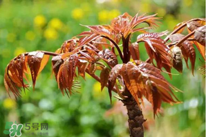 香椿紅的好還是綠的好？香椿紅色好還是綠色好？