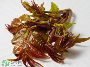 香椿有幾種？香椿哪種好？