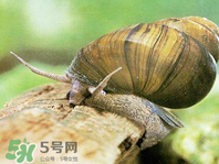 田螺可以凈化水質(zhì)嗎？田螺能凈化水質(zhì)嗎？