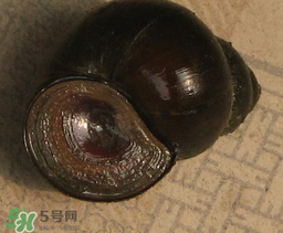 田螺死了能吃嗎？田螺剛死能吃嗎？