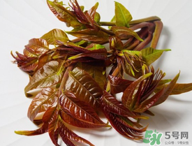 痛風(fēng)能吃香椿嗎？痛風(fēng)能吃香椿煎蛋嗎？