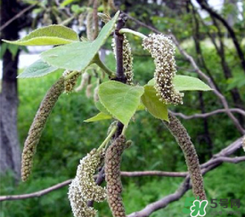 構(gòu)樹穗有什么作用？構(gòu)樹穗的作用