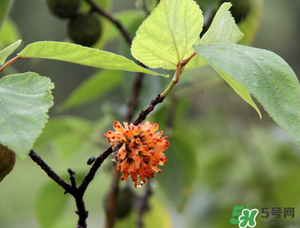 構(gòu)樹穗有什么作用？構(gòu)樹穗的作用