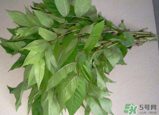 白花菜有什么功效？白花菜的功效是什么？