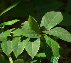 白花菜有什么功效？白花菜的功效是什么？