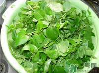 白花菜有什么功效？白花菜的功效是什么？