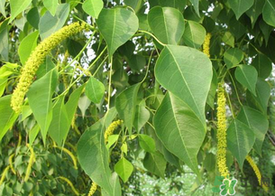 構(gòu)樹穗的營養(yǎng)價(jià)值 構(gòu)樹穗有什么營養(yǎng)價(jià)值？