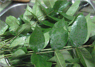 白花菜有什么功效？白花菜的功效是什么？