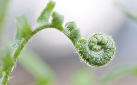 蕨菜到底能不能吃？山上的蕨菜能不能吃