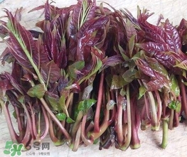 香椿芽怎么吃？新鮮香椿芽怎么吃
