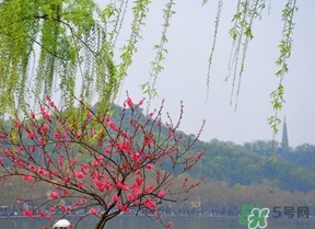 四月份去哪里旅游比較好？四月份最適合旅游的地方