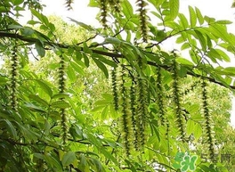 榆錢是榆樹的什么？榆錢是花還是果實(shí)