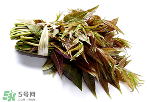 香椿可以助孕嗎？香椿有助孕的功效嗎？