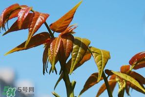 香椿可以助孕嗎？香椿有助孕的功效嗎？