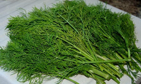 茴香苗怎么吃？茴香苗的吃法