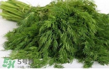 茴香苗有什么好處？茴香苗的功效與作用