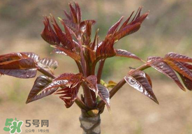 香椿子泡水喝怎么樣？香椿泡水喝的功效