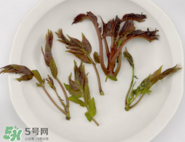 香椿能泡茶嗎？香椿茶的功效與作用