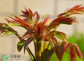 香椿會(huì)致癌嗎？香椿吃多了會(huì)致癌嗎？ 