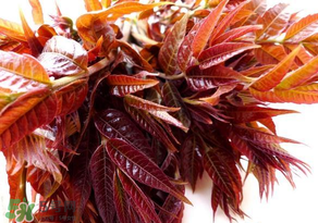 香椿會(huì)致癌嗎？香椿吃多了會(huì)致癌嗎？ 